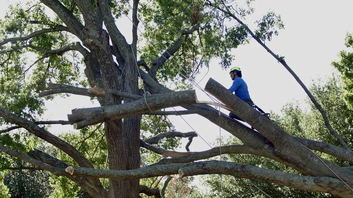 Professional Crown Thinning performed by certified arborists in Valley