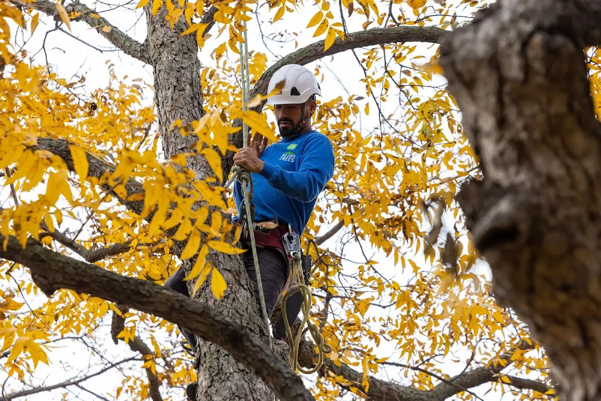 Skilled Tree Pruning crew working in Valley
